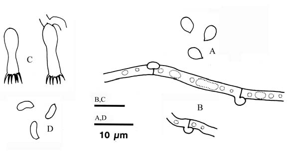 Sistotrema brinkmannii (Wu 9403-26). A. Subicular hyphae. B. Basidia. C. Basidiospores. 