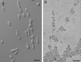 Morphology of Cryptococcus humicola ES13S10 as determined by light microscopy. The strain was cultivated in YM agar for 3 days at 25 ℃. A. Scale bars: 10μm. Mycelium were found on CM agar after 7 days at 25℃. B. Scale bars: 25μm. 