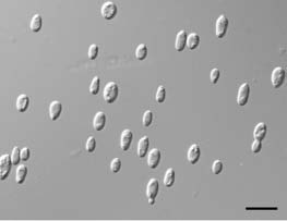 Morphology of Cryptococcus podzolicus EN19S04 as determined by light microscopy. The strain was cultivated in YM agar for 3 days at 25℃. A. Scale bars: 10 um. 