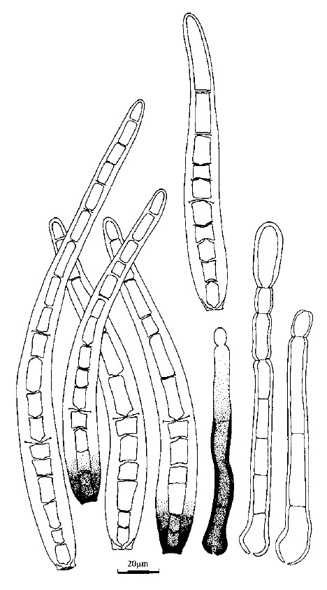 Corynespora cassiicola. Conidiophores and conidia. 