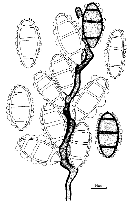 Curvularia tuberculata. Conidiophores and conidia. 