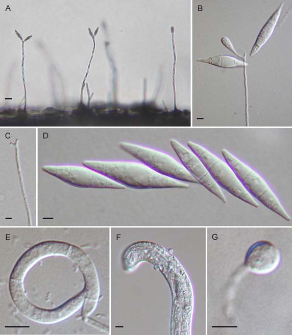 Monacrosporium lysipagum. A-B. Conidiophores with conidia. C. Apex of conidiophore. D. Conidia. E. Non-constricting ring. F. Nematode with detached ring. G. Adhesive knob. Bars: A = 20 μm; B-G = 5 μm. 