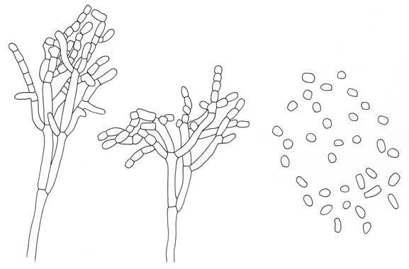 Oidiodendron setiferum. Conidiophores branched, penicillate, conidiogenous articulate to form arthrospores, arthrospores ovoid to oblong. 