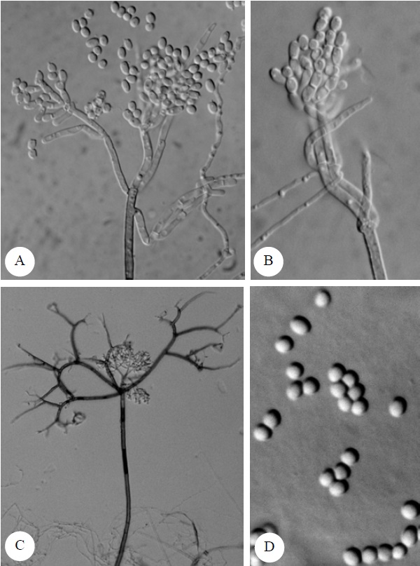 Oidiodendron setiferum. A-B. Conidiophores branched, penicillate, conidiogenous articulate to form arthrospores, 1330X, 1660X; C. Conidiophore with acanthoid appendages, 666X D. Arthrospores ovoid to oblong, 2660X. 