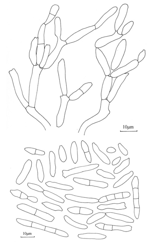 Rhexocercosporidium panacis. Conidiophores irregularly branched, conidiogenous cells rhezolytic to form conidia, conidia ovoid, ellipsoid, fusoid to narrowly oblong, 0-3-septate. 