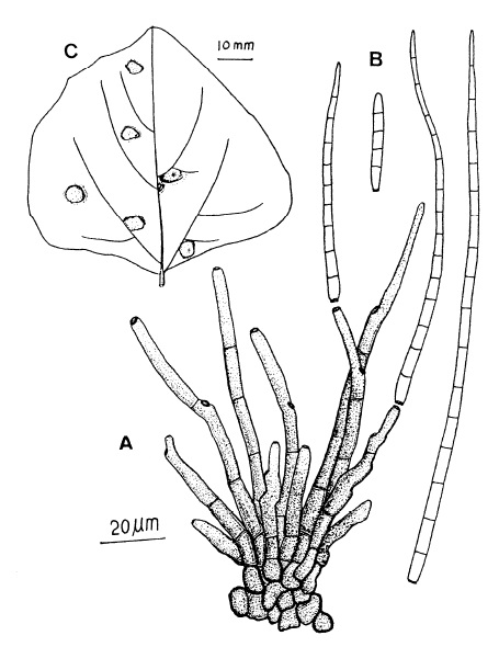 Cercospora canescens: A, Fascicle of conidiophores. B, Conidia C, Leaf spots on Dolichos lablab. 