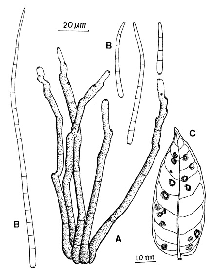 Cercospora castillosae: A, Fascicle of conidiophores. B, Conidia. C, Leaf spots. 