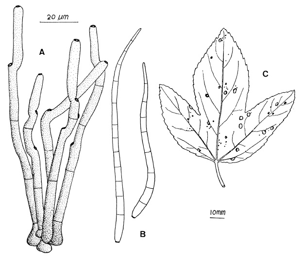 Cercospora malayensis: A, Fascicle of conidiophores.B, Conidia. C, Leaf spots on Hibiscus sabdariffa. 