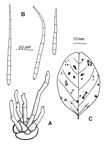 Cercospora ternateae. A, Fascicle of conidiophores. B, Conidia. C, Leaf spots. 