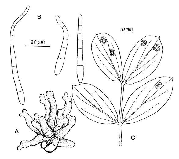 Cercospora zonata: A, Fascicle of conidiophores. B, Conidia. C, Leaf spots. 