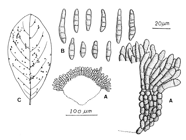 Passalora atrides. A, Fascicles of conidiophores borne on big stromata. B, Conidia. C, Hypophyllous leaf spots. 