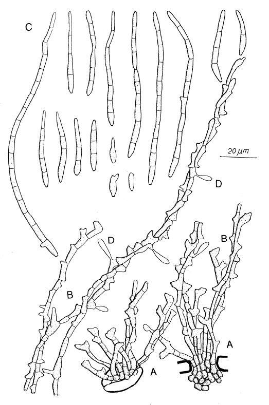 Passalora clerodendri: A, Fascicles of conidiophores and secondary mycelial hyphae emerging through the stomata. B, Secondary mycelial hyphae intertwining, bearing conidiophores terminally and laterally. C, Developing conidia, D, Conidia. 
