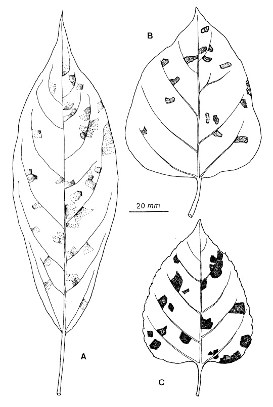 Leaf spots caused by Mycovellosiella clerodendri: A, On Clerodendrum cyrtophyllum. B, On C. philippinum. C, On C. canescens. 
