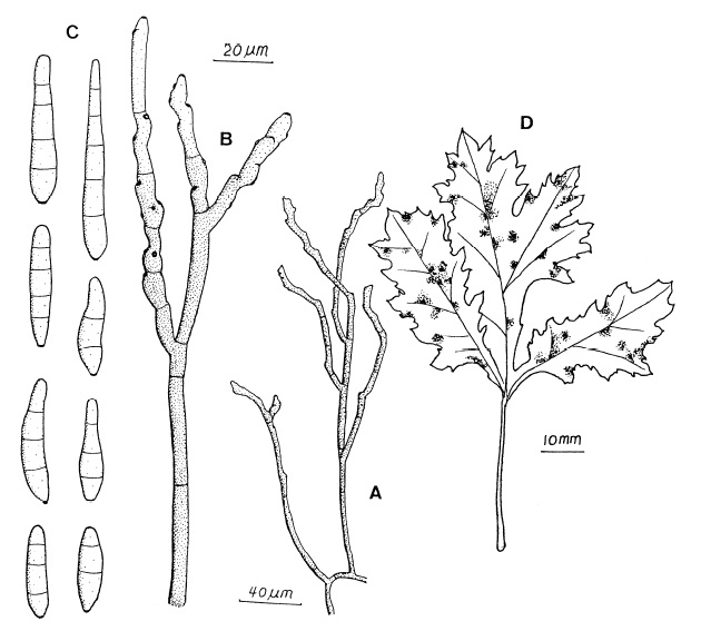Passalora ferruginea. A, Conidiophores borne on external mycelial hyphae. B, Branched conidiophores. C, Conidia. D, Dark effuse hypophyllous fruiting. 