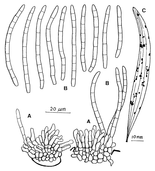 Pseudocercospora acaciae-confusae: A, Fascicles of conidiophores. B, Conidia, C, Leaf spots. 