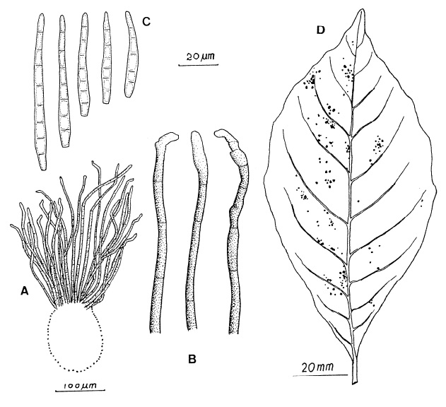 Pseudocercospora allophylina: A, Fascicle of conidiophores. B, Variation of conidiophores. C, Conidia. D, Leaf spots. 