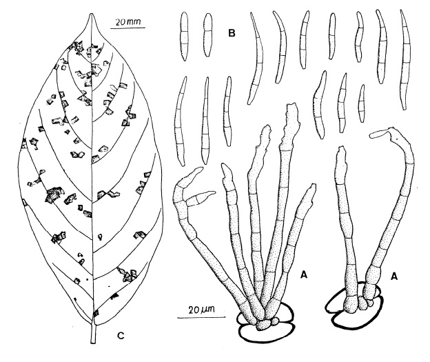 Pseudocercospora cladophora: A, Fascicles of conidiophores. B, Conidia, C, Leaf spots on Ficus septica. 
