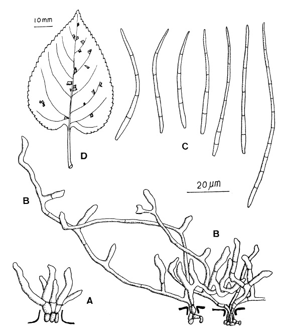 Pseudocercospora formosana: A, Loose fascicle of conidiophores. B, External secondary mycelial hyphae bearing secondary conidiophores \C, Conidia. D, Leaf spots. 