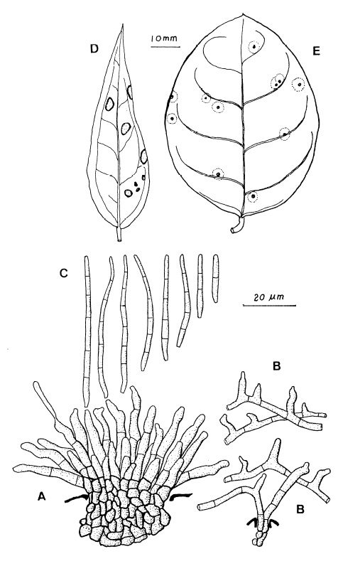 Pseudocercospora jasminicola: A, Fascicle of conidiophores on a stroma. B, Secondary nycelial hyphae bearing secondary conidiophores as side branches. C, Conidia. D, Leaf spots on Jasminum subtriplinerve. E, Leaf spots on Jasminum sambac. 