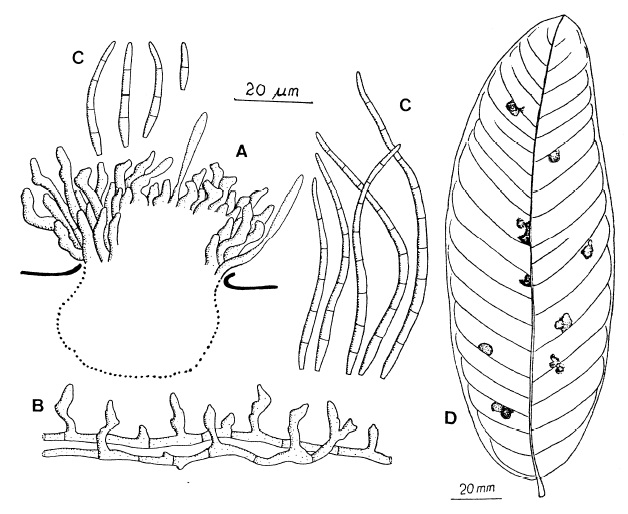 Pseudocercospora lagerstroemiigena: A, Fascicle of conidiophores on a stroma. B, External procumbent secondary mycelial hyphae bearing secondary conidfophores as side branches. C, Conidia. D, Leaf spots. 