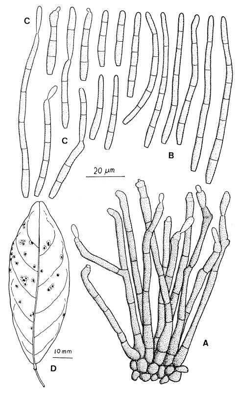 Pseudocercospora millettiae: A, Fascicle of conidiophores. B, Conidia. C, Conidia that catenulate. D, Leaf spots. 