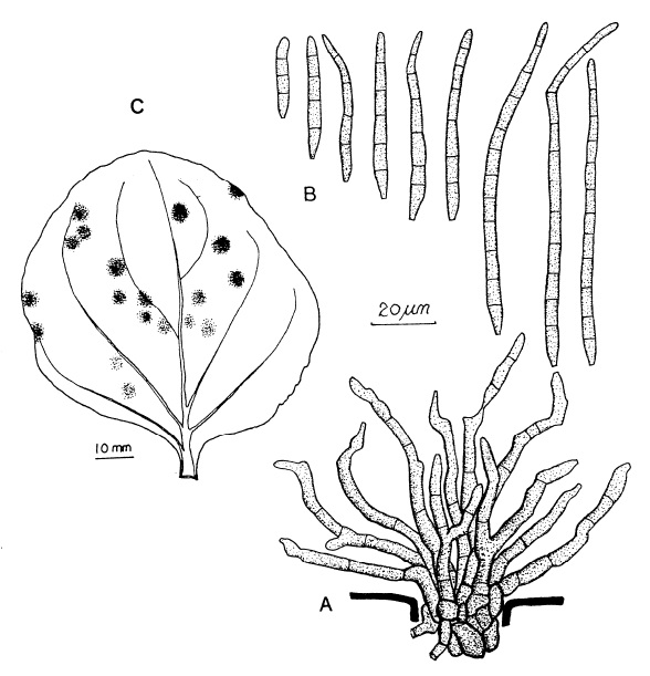 Pseudocercospora nicotianae-benthamianae: A, Fascicle of conidiophores. B, Conidia. C, Hypophyllous fruiting. 