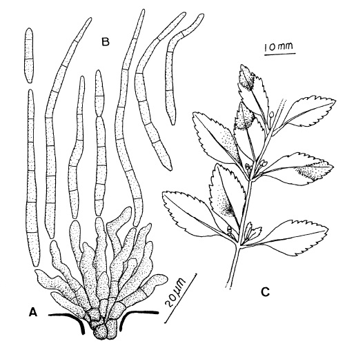 Pseudocercospora scopariicola: A, Fascicle of conidiophores. B, Conidia. C, Hypophyllous leaf spots. 